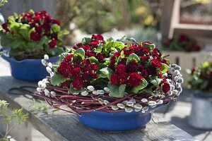 Primula Belarina 'Valentine' (double primroses) with a wreath of Salix