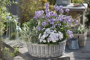 White basket with Primula Belarina 'Pink Champagne'