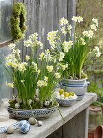 Narcissus 'Minnow' (daffodils), well suited for wilding