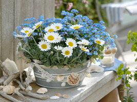 Myosotis 'Myomark' (Forget-me-not) and Leucanthemum hosmariense 'Flirt'.