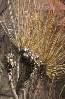 Fertig zurückgeschnittene Salix (Kopfweide)