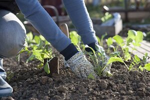 Woman planting radish (Raphanus) in flower bed