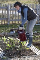 Frau gießt frisch gepflanzten Rettich (Raphanus), Salat (Lactuca)