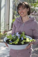 Emaille-Schüssel mit Salat und Hornveilchen bepflanzen
