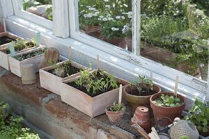 Vegetables seedlings in seeding bowls and pots at the greenhouse window