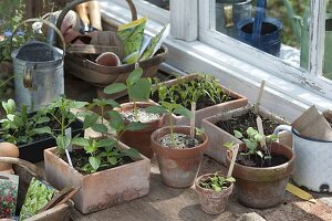 Vegetables and summer flower seedlings in seeding bowl