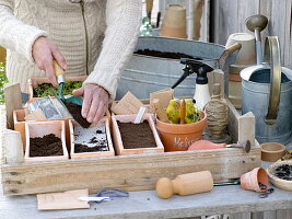 Sowing, pricking out and potting tomatoes