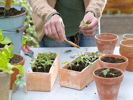 Sowing, pricking out and potting tomatoes