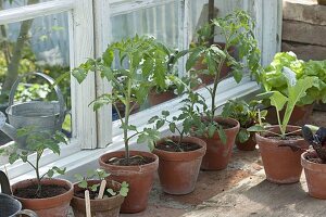 Sowing tomatoes, peck and sauté