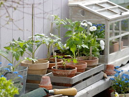 Sowing tomatoes, peck and sauté