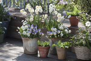 Narcissus 'Abba' (Narzissen), Viola cornuta (Hornveilchen) und Bellis