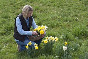 Frau schneidet Narcissus (Narzissen) im Rasen