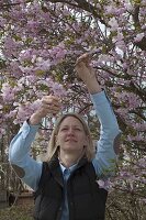Frau schneidet Zweige von Prunus 'Accolade' (Zierkirsche)