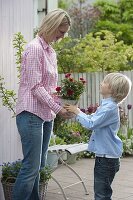 Boy gives his mother a pot of pinks (roses)
