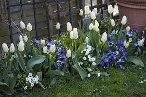 Blau-weißes Frühlingsbeet mit Tulipa (Tulpen), Bellis (Tausendschön)