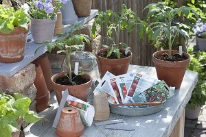 Aus Samen selbstgezogene Jungpflanzen von Tomaten (Lycopersicon)