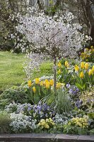 Prunus incisa 'Feburary Pink' im Frühlingsbeet