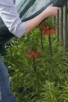 Woman protecting Fritillaria imperialis (Imperial Crown) from late frosts with fleece