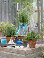 Thyme (Thymus) and rosemary stems (Rosmarinus) in clay pots