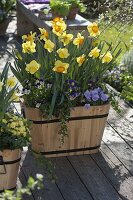 Wooden trough with Narcissus 'Cairngorm' yellow-white, 'Delibes' yellow-orange (daffodils)