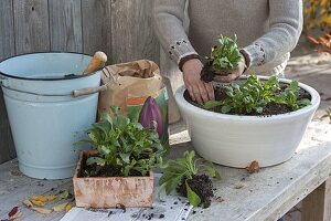 Tulpenzwiebeln und Vergißmeinnicht im Herbst in Schale pflanzen