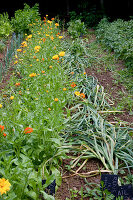 Noun: garlic (Allium sativum) laid flat before harvest, behind it calendula (marigolds) in a row