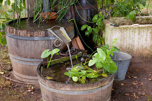 Noun: old wooden barrels in the shade as a water feature, planted with marsh plants