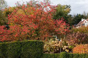 Noun: herbstliches Gehölz-Beet mit Prunus (Zierkirsche), Hydrangea paniculata 'Annabelle', 'Grandiflora' (Hortensien), Spiraea japonica 'Golden Princess' (Japanische Zwerg-Spiere) hinter Hecke aus Buxus (Buchs)