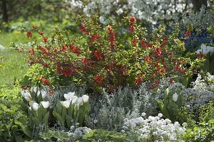 Chaenomeles speciosa 'Brilliant' (Zierquitte), Tulipa 'Arctic' (Tulpen)