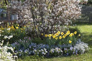 Blühende Amelanchier (Felsenbirne) mit Narcissus (Narzissen)