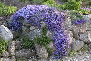 Phlox subulata 'Violet Seedling' (Teppichphlox) und Aubrieta (Blaukissen)