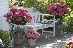 Schattenterrasse : Hydrangea macrophylla 'Amsterdam' (Hortensie)