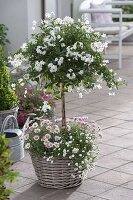 Solanum jasminoides (Jasmine nightshade) in a basket underplanted with Achillea