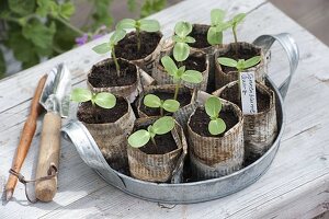 Grow your own sunflowers