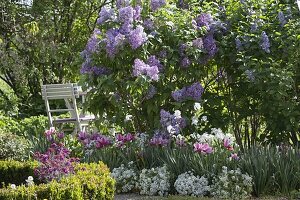 Syringa vulgaris 'Katharine Havemeyer' (Lilac), Tulipa (Tulips)