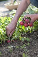 Harvesting radishes (Raphanus sativus)