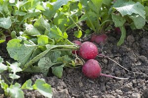 Radieschen (Raphanus sativus) liegen im Beet