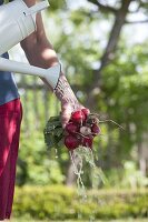 Freshly harvested radishes (Raphanus sativus) rinsed under water