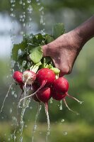 Wash freshly harvested radishes (Raphanus sativus) under water