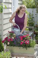 Frau gießt Holzkasten bepflanzt mit Rosa chinensis (Rosen) und Lavendel