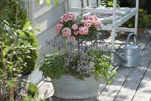 Alte Zink-Wanne bepflanzt mit Rosa (Rosen-Stämmchen), Lavendel