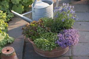 Woman planting terracotta bowl with stonecrop and various thyme