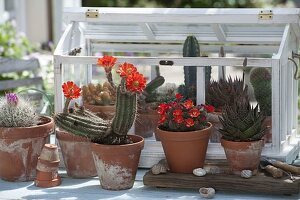 Small cactus house with Echinocereus scheeri, Rebutia