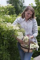 Frau erntet Blüten von Sambucus nigra (Holunder)