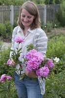 Frau schneidet Paeonia (Pfingstrosen) für Strauß