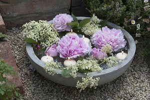 Flowers of Paeonia (peony) and Sambucus nigra (elder)