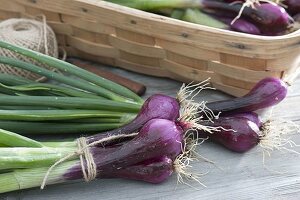 Red winter onion 'Electric' (Allium cepa)