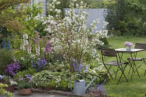 Deutzia magnifica (Maiblumenstrauch, Sternchenstrauch) in Beet mit Hosta