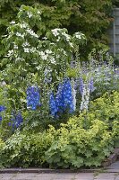 Cornus kousa var. Chinensis 'Butterfly' (Flowering Dogwood), Alchemilla