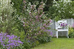 Beet mit blühenden Sträuchern: Philadelphus (Pfeiffenstrauch)